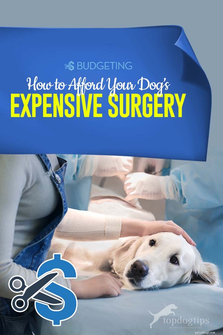 Affordable Strategies for High-Cost Pet Surgeries