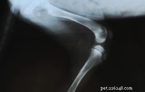 Why DIY Dog Knee Braces Pose Risks: Trust a Vet for Safe, Effective Care