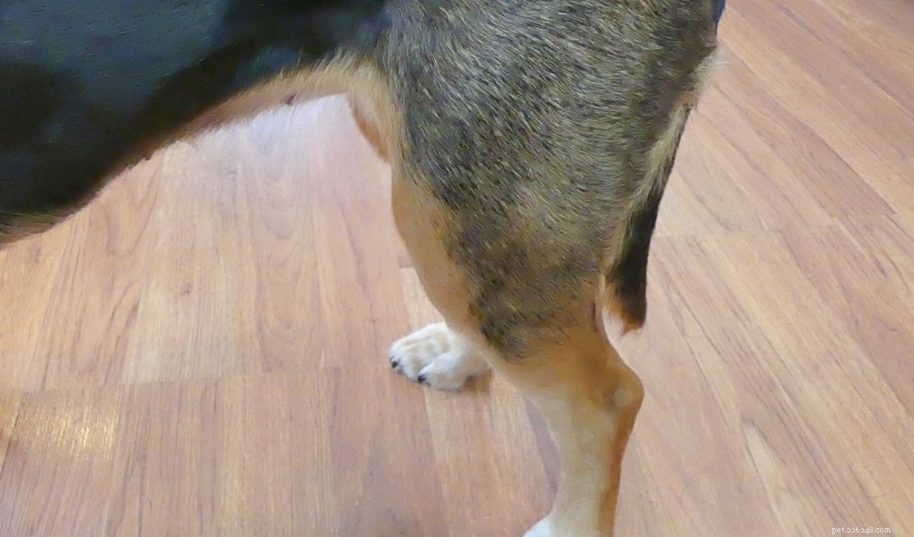 Why DIY Dog Knee Braces Pose Risks: Trust a Vet for Safe, Effective Care