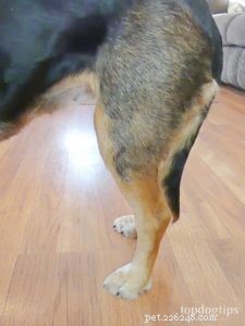 Why DIY Dog Knee Braces Pose Risks: Trust a Vet for Safe, Effective Care