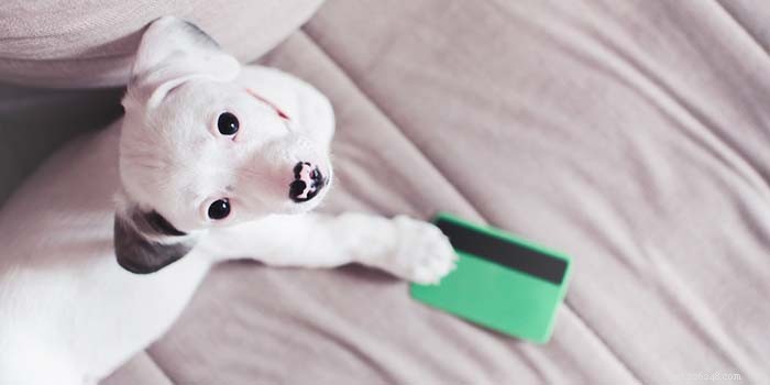 Top 5 Financing Solutions for Unexpected Veterinary Care