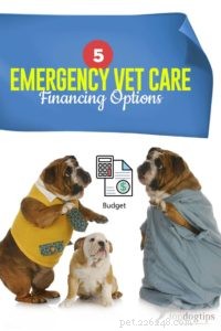 Top 5 Financing Solutions for Unexpected Veterinary Care