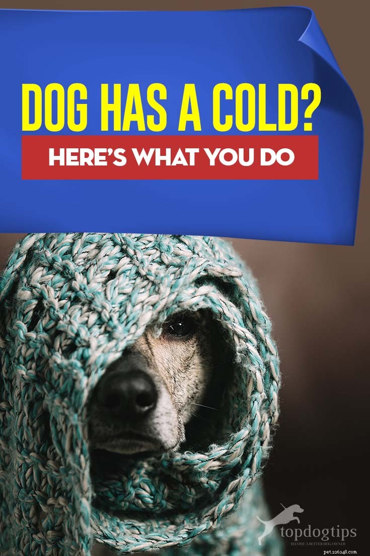How to Care for a Dog with a Cold: Quick, Effective Steps