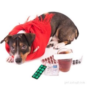 How to Care for a Dog with a Cold: Quick, Effective Steps