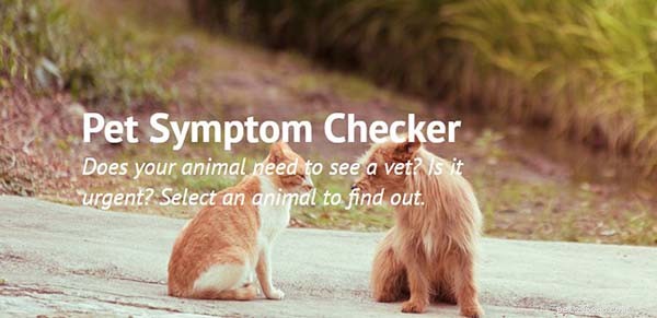 Identify Your Dog’s Health Issues Quickly: Top 5 Online Symptom Checkers