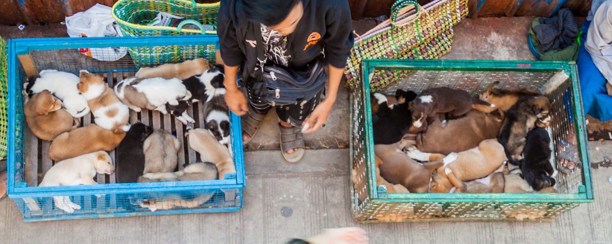 Unveiling Dog Smuggling: The Dark Business Behind Puppy Trafficking