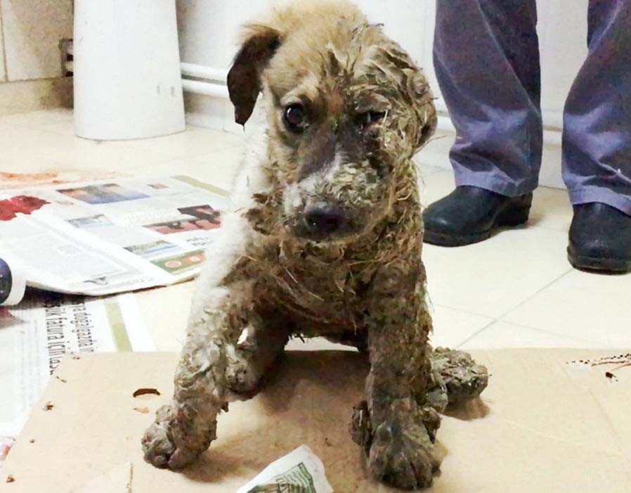 Unveiling Dog Smuggling: The Dark Business Behind Puppy Trafficking