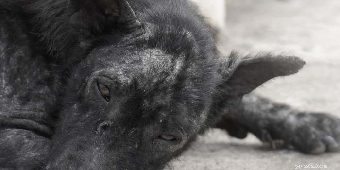 Dog Dandruff Explained: 6 Causes, Prevention Tips & Effective Treatments