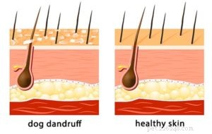 Dog Dandruff Explained: 6 Causes, Prevention Tips & Effective Treatments