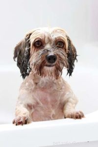Dog Dandruff Explained: 6 Causes, Prevention Tips & Effective Treatments