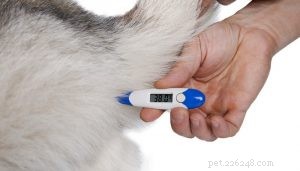 How to Spot a Cold in Your Dog: Signs, Symptoms, and Care