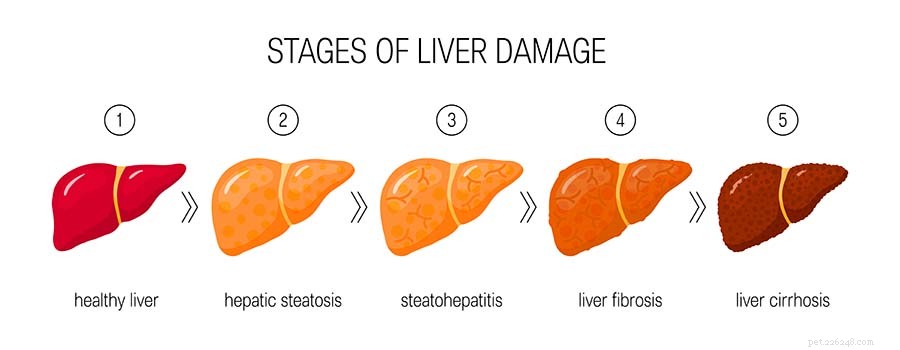 7 Red Flags of Canine Liver Disease & What Owners Should Do
