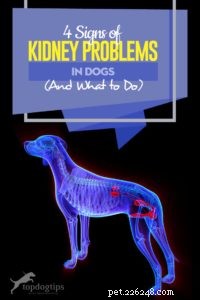 4 Key Signs Your Dog May Have Kidney Issues — And How to Respond