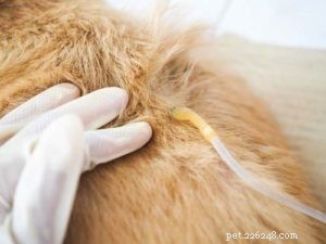 4 Key Signs Your Dog May Have Kidney Issues — And How to Respond