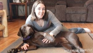 Understanding Normal Dog Heart Rate: Key Insights for Pet Owners