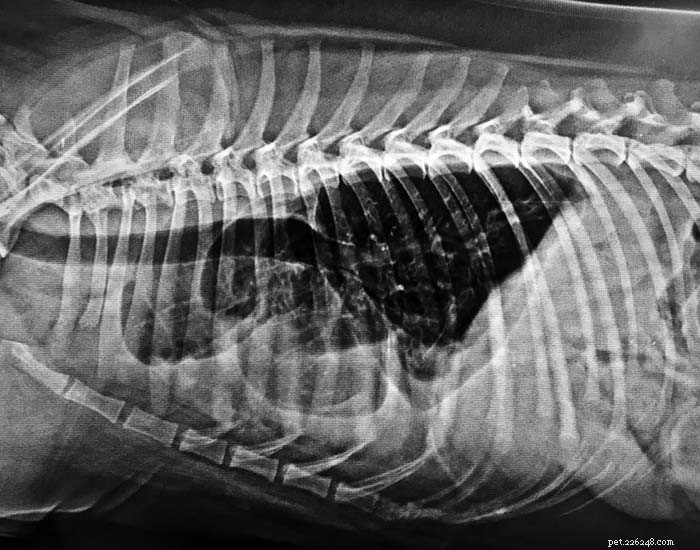 Identifying and Managing Canine Breathing Disorders: A Guide for Owners