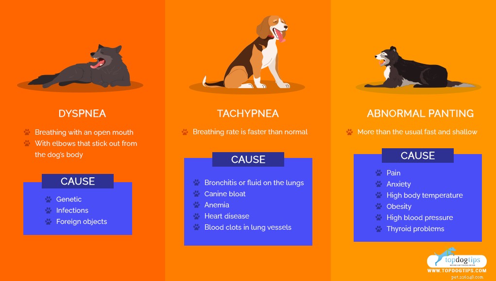 Identifying and Managing Canine Breathing Disorders: A Guide for Owners