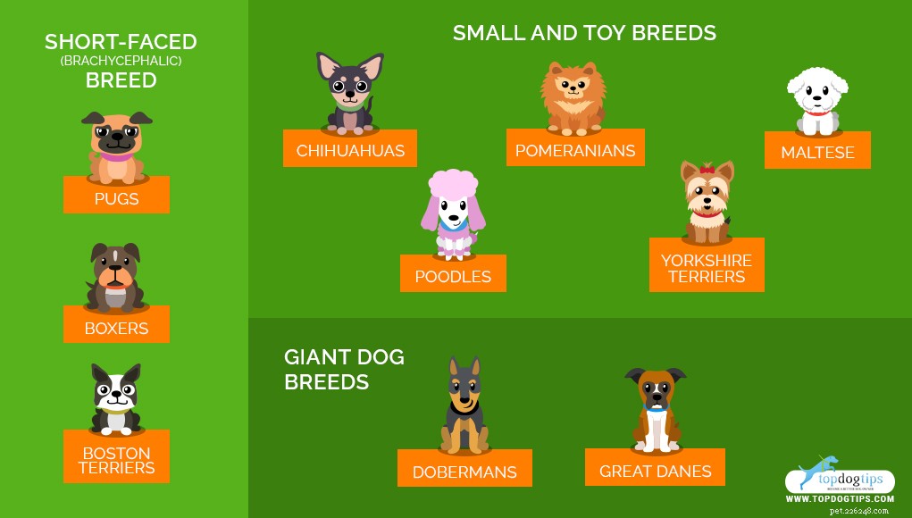 Identifying and Managing Canine Breathing Disorders: A Guide for Owners
