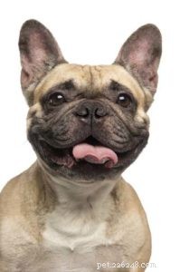 Identifying and Managing Canine Breathing Disorders: A Guide for Owners