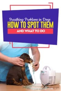 Identifying and Managing Canine Breathing Disorders: A Guide for Owners