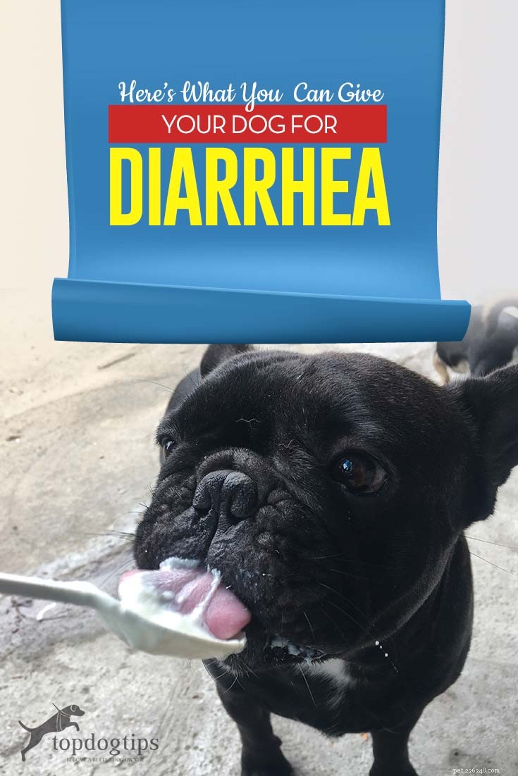 How to Safely Treat Your Dog’s Diarrhea at Home