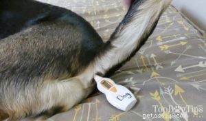 Understanding Your Dog’s Normal Body Temperature: Signs of Fever & How to Check