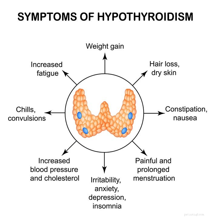 Common Thyroid Issues in Dogs: Symptoms, Diagnosis, and Care Tips