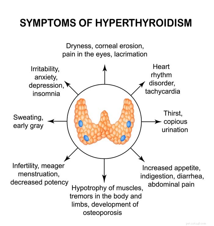 Common Thyroid Issues in Dogs: Symptoms, Diagnosis, and Care Tips
