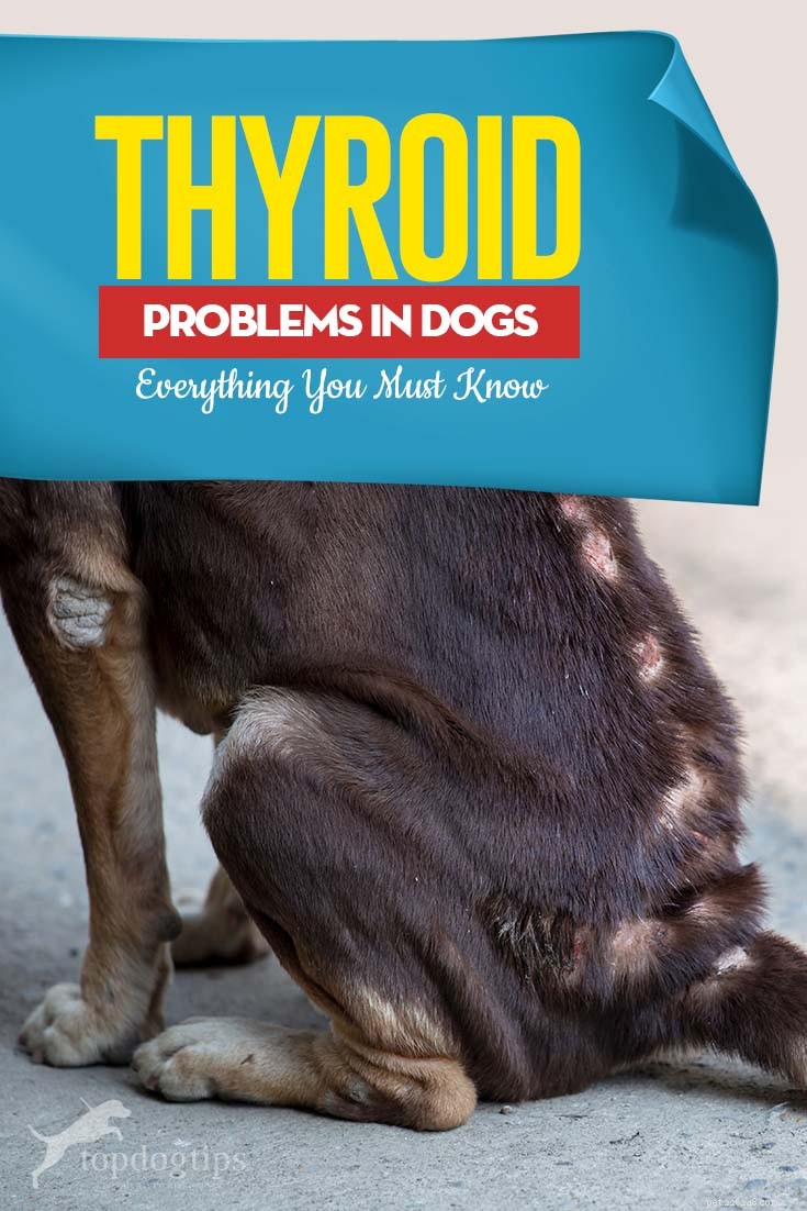 Common Thyroid Issues in Dogs: Symptoms, Diagnosis, and Care Tips