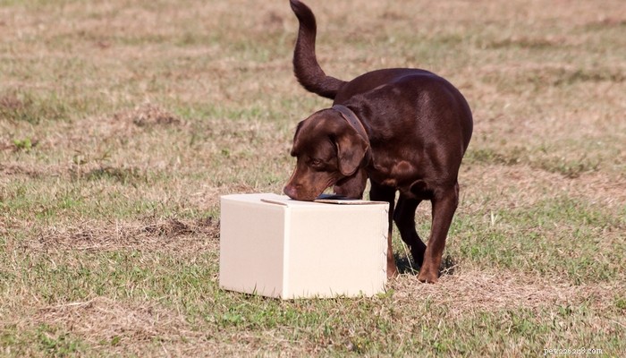12 Science‑Backed Ways to Boost Your Dog’s Mental Health