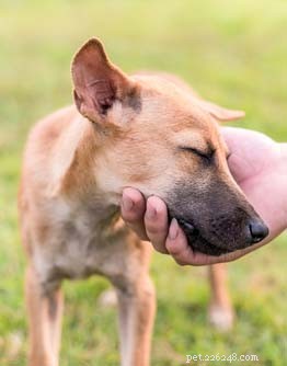 12 Science‑Backed Ways to Boost Your Dog’s Mental Health