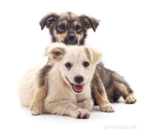 12 Science‑Backed Ways to Boost Your Dog’s Mental Health