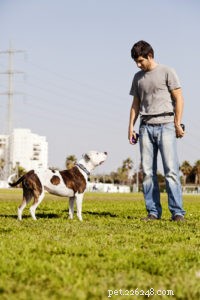 12 Science‑Backed Ways to Boost Your Dog’s Mental Health
