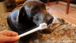Safe & Effective Homemade Dog Toothpaste: A Step‑by‑Step Guide
