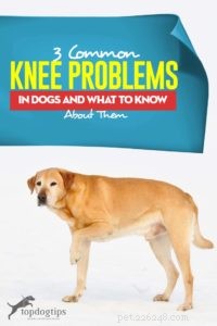 3 Common Knee Problems in Dogs: Symptoms, Causes, and Care