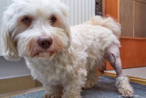3 Common Knee Problems in Dogs: Symptoms, Causes, and Care