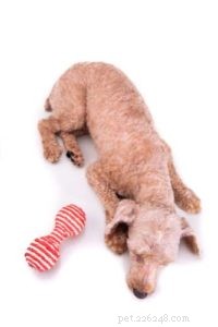 Recognizing Depression in Dogs: Symptoms, Causes, and Effective Treatments