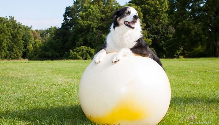 Recognizing Depression in Dogs: Symptoms, Causes, and Effective Treatments