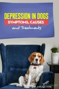Recognizing Depression in Dogs: Symptoms, Causes, and Effective Treatments