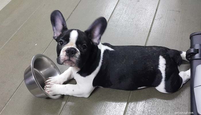 Intermittent Fasting for Dogs: Expert Insights on Benefits and Risks
