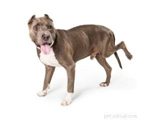 5 Essential Signs of Hip Problems in Dogs (And How to Treat Them Early)