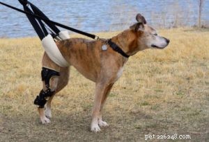 5 Essential Signs of Hip Problems in Dogs (And How to Treat Them Early)