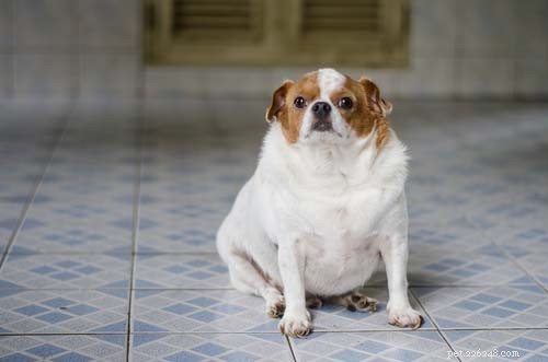5 Essential Signs of Hip Problems in Dogs (And How to Treat Them Early)
