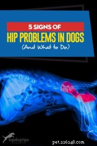5 Essential Signs of Hip Problems in Dogs (And How to Treat Them Early)