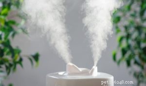 Treating Canine Flu: Quick Care Tips & Vet Visit Guidelines