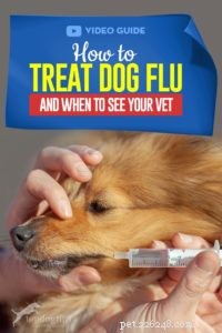 Treating Canine Flu: Quick Care Tips & Vet Visit Guidelines
