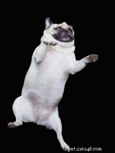 6 Red Flags of Back Problems in Dogs and How to Help Them