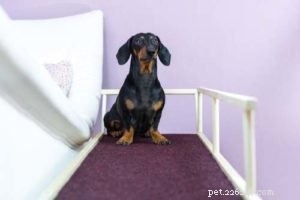 6 Red Flags of Back Problems in Dogs and How to Help Them