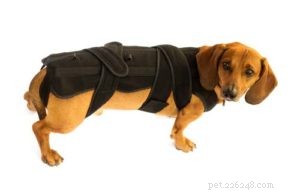 6 Red Flags of Back Problems in Dogs and How to Help Them