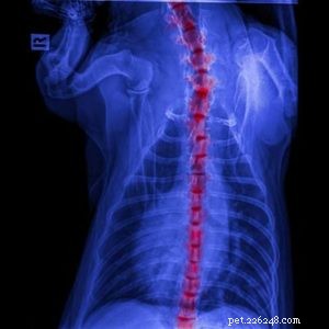 6 Red Flags of Back Problems in Dogs and How to Help Them